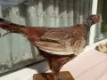 Продавам препариран мъжки фазан, снимка 3