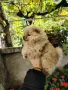 Померанче момиченце, снимка 3