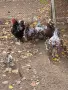 Продавам Орпингтон, снимка 4