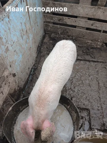 Домашни прасета