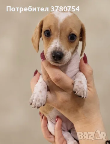 Дакел dachshund , снимка 6 - Дакели - 56691920