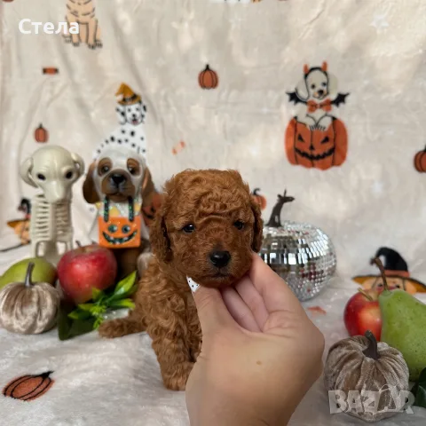 Toy poodle той пудел, снимка 6 - Пудели - 56555077