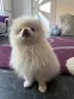 Момче с маска на три месеца , снимка 2