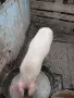 Домашни прасета, снимка 1