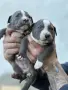 Американско були ХЛ/American Bully Xl, снимка 2