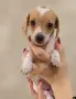 Дакел dachshund , снимка 6