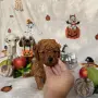 Toy poodle той пудел, снимка 6