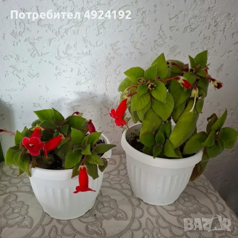 Колерия стайно Цвете, снимка 2 - Стайни растения - 56628416