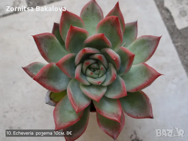 Сукуленти Echeveria различни видове, снимка 18 - Стайни растения - 56716473