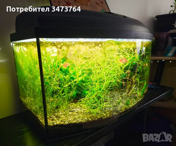 Аквариум с риби 60см и стойка, снимка 2 - Рибки - 56614424