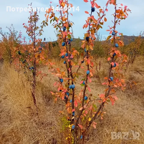 Масив био-сини сливи 36 дка, снимка 5 - Земеделска земя - 55260440