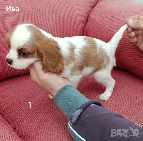кавалер кинг чарлз шпаньол, снимка 6 - Кавалер кинг чарлз шпаньол - 52039746