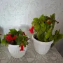 Колерия стайно Цвете, снимка 2