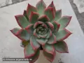 Сукуленти Echeveria различни видове, снимка 18