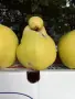 Продавам дюли сорт ябълковидна, снимка 3
