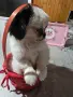 Японски хин момиченце, снимка 2