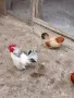 Продавам кокошки шабо,, снимка 4