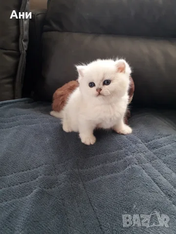 Котенца Мечта .Сребърни Чинчили 