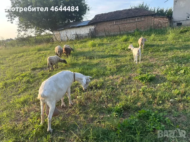 Кози майка и дъщеря , снимка 3 - Кози - 56562369