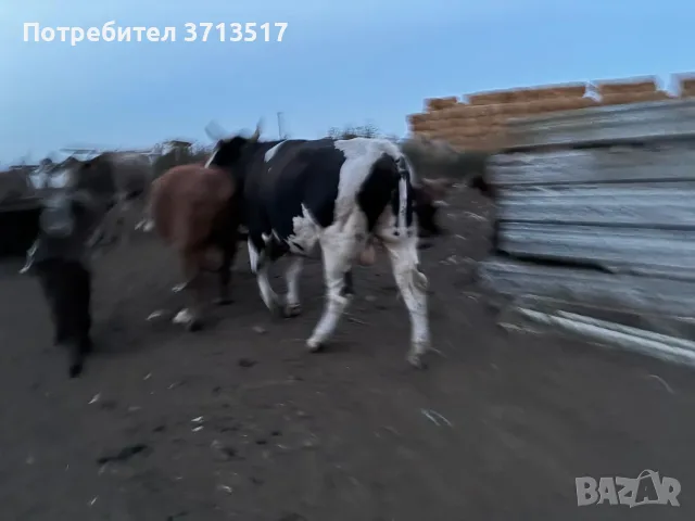 Продавам теле  изключително, само на пасищно хранене