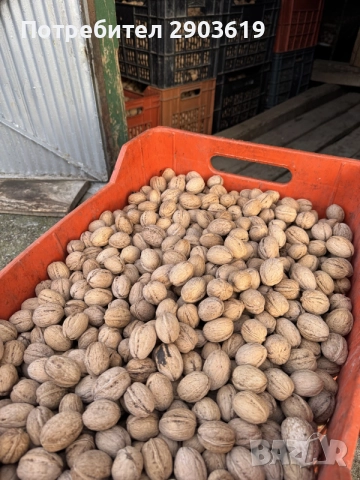 Орехи Шейново на черупка, снимка 3 - Домашни продукти - 56639553