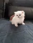 Котенца Мечта .Сребърни Чинчили , снимка 1