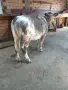 Предлагаме телешко месо , снимка 7