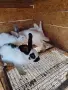 Продавам Зайци домашни, снимка 4