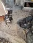 пинчери мъжки два броя, снимка 3