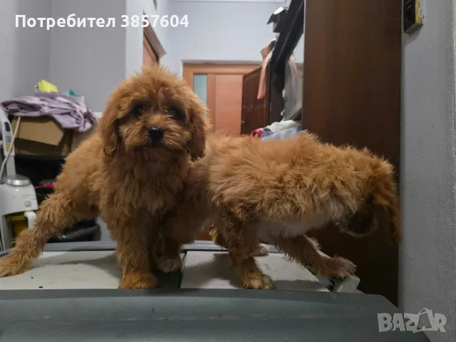 Кавапу момиченца 
