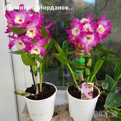 ароматен дендробиум 
