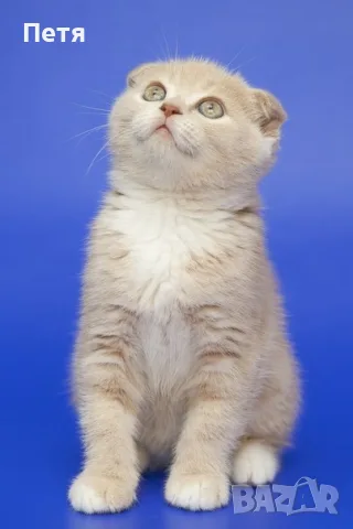 Разкошни шотландски котенца
