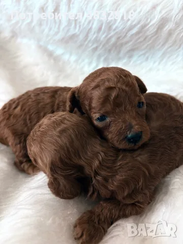ТОЙ пудел TOY poodle