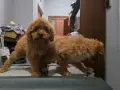 Кавапу момиченца , снимка 1