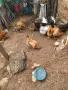 продават се млади кокошки и два петела , снимка 2
