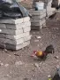 декоративни Розкомб, снимка 6