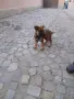 Малки немски овчарски!, снимка 12
