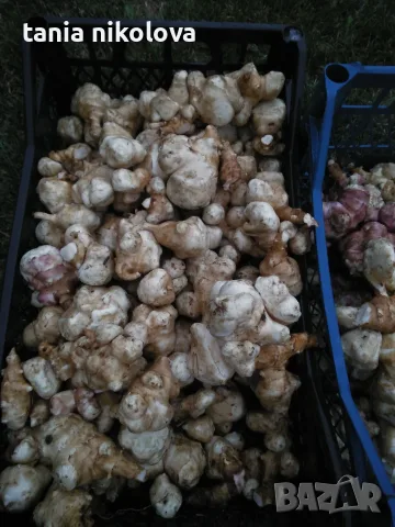 Гулия / земна ябълка/, снимка 2 - Домашни продукти - 56662872