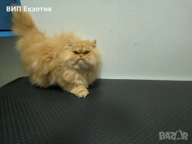 ПРОДАВА ПЕРСИЙСКИ КОТЕТА