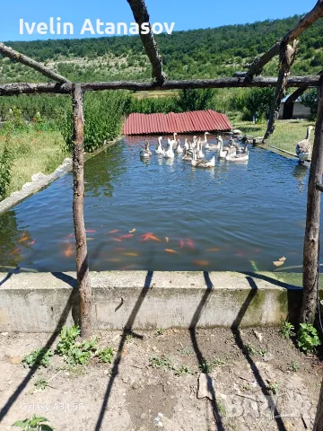 Лебедови гъски., снимка 5 - Патици и гъски - 56652527