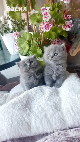Продавам британски котета , снимка 6 - Британска късокосместа - 56596448
