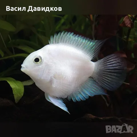 Бял папагал (White / Platinum Blood Parrot)