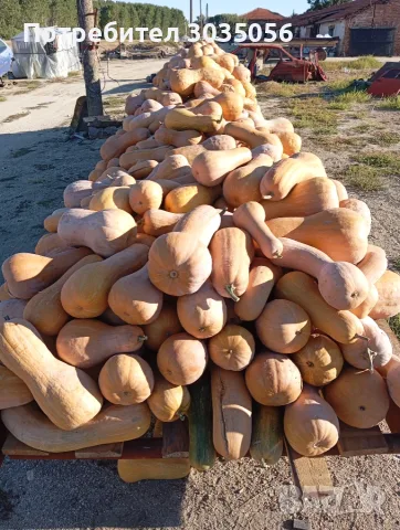 Продавам текви- цигулки и бели тикви, снимка 4 - Домашни продукти - 56555593