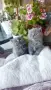 Продавам британски котета , снимка 6