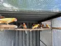 По договаряне! Розели, снимка 14