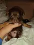 Чихупинчерчета самостоятелни, снимка 4