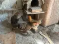 Яребични брами. , снимка 3