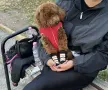 Пудел Тойче на 8 месеца, снимка 1