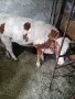 продава женско теле, снимка 5