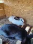 Продавам Зайци домашни, снимка 1
